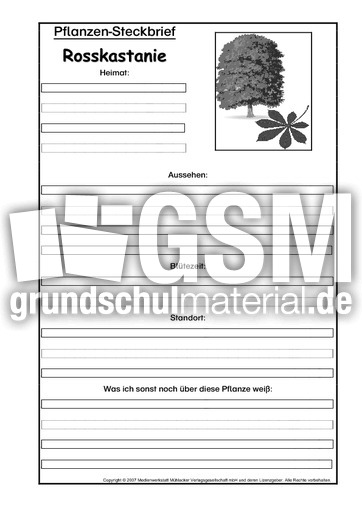 Pflanzensteckbrief-Rosskastanie-SW.pdf
